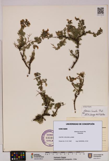 Adesmia hirsuta [Espécimen: UDEC:CONC:0082293]