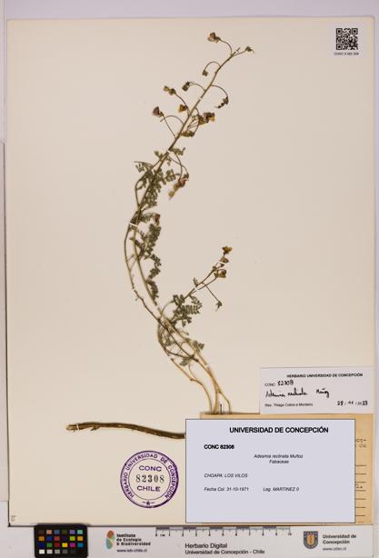 Adesmia reclinata [Espécimen: UDEC:CONC:0082308]