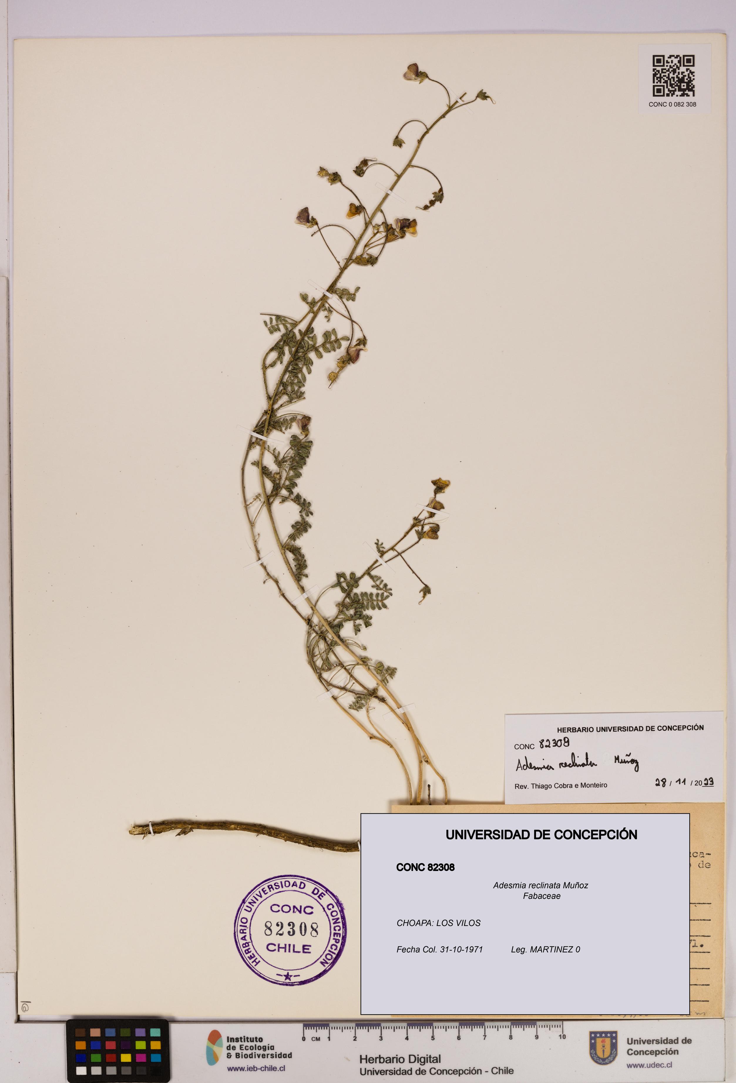 Adesmia reclinata [Espécimen: UDEC:CONC:0082308]