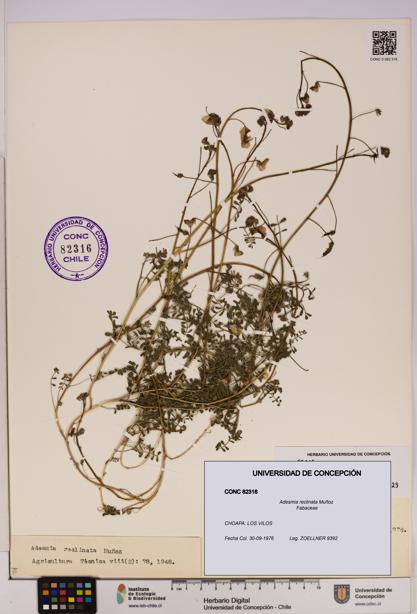 Adesmia reclinata [Espécimen: UDEC:CONC:0082316]