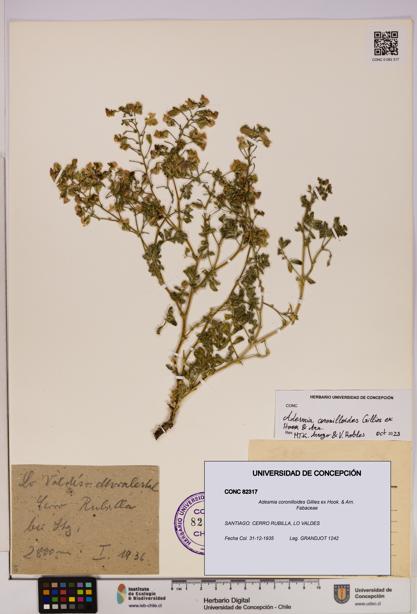 Adesmia coronilloides [Espécimen: UDEC:CONC:0082317]