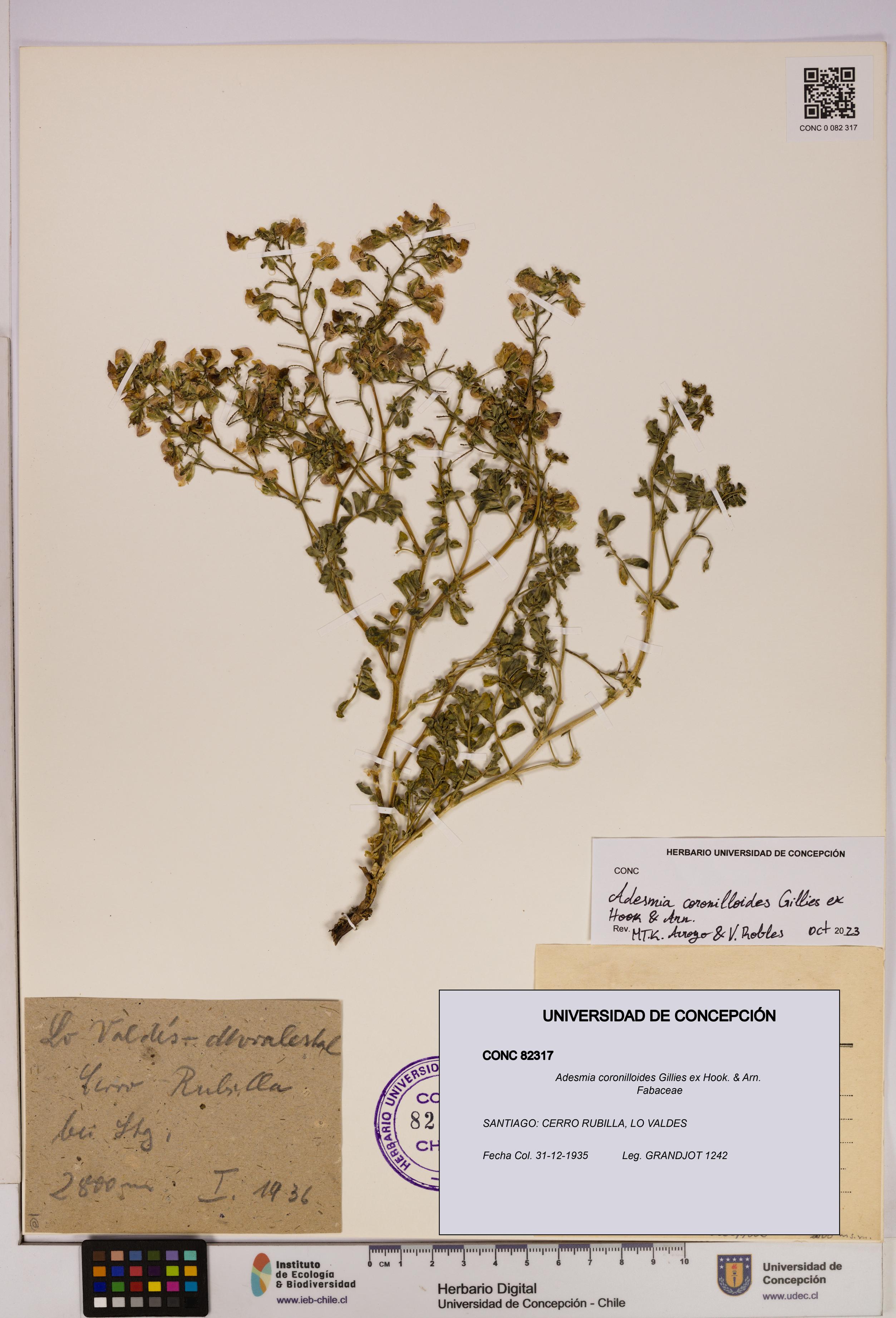 Adesmia coronilloides [Espécimen: UDEC:CONC:0082317]