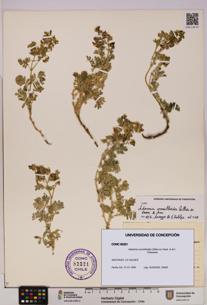 Adesmia coronilloides [Espécimen: UDEC:CONC:0082321]