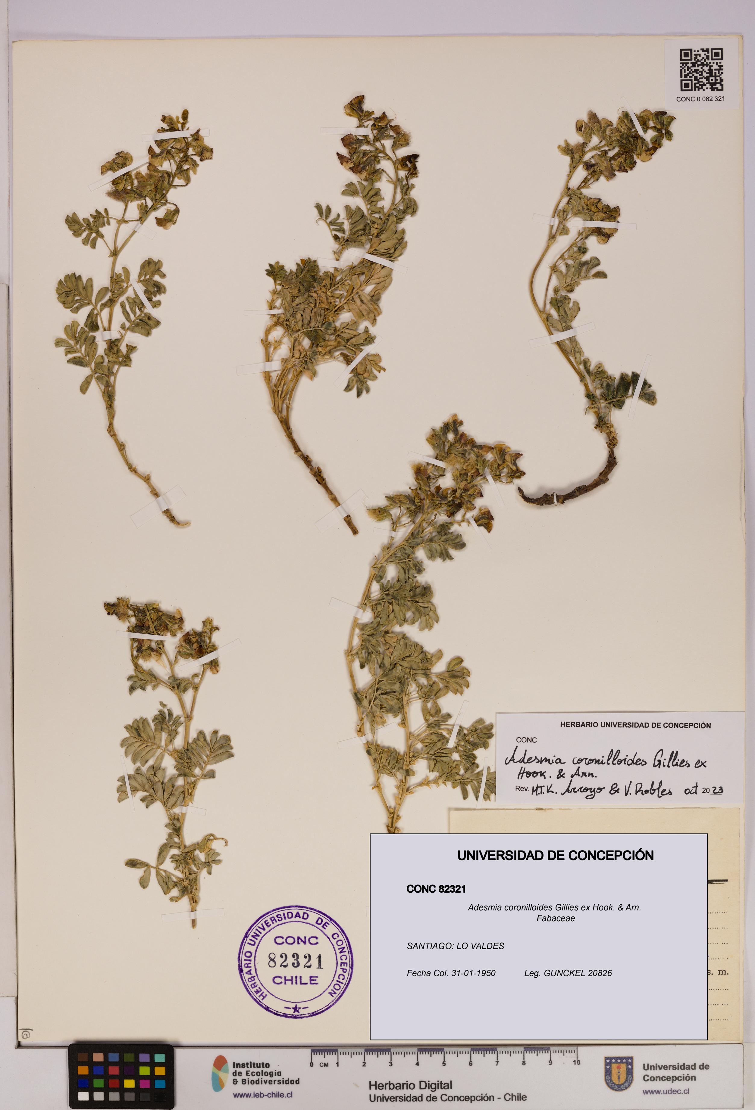 Adesmia coronilloides [Espécimen: UDEC:CONC:0082321]