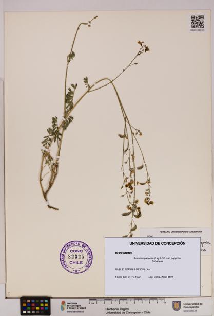 Adesmia papposa var. papposa [Espécimen: UDEC:CONC:0082325]