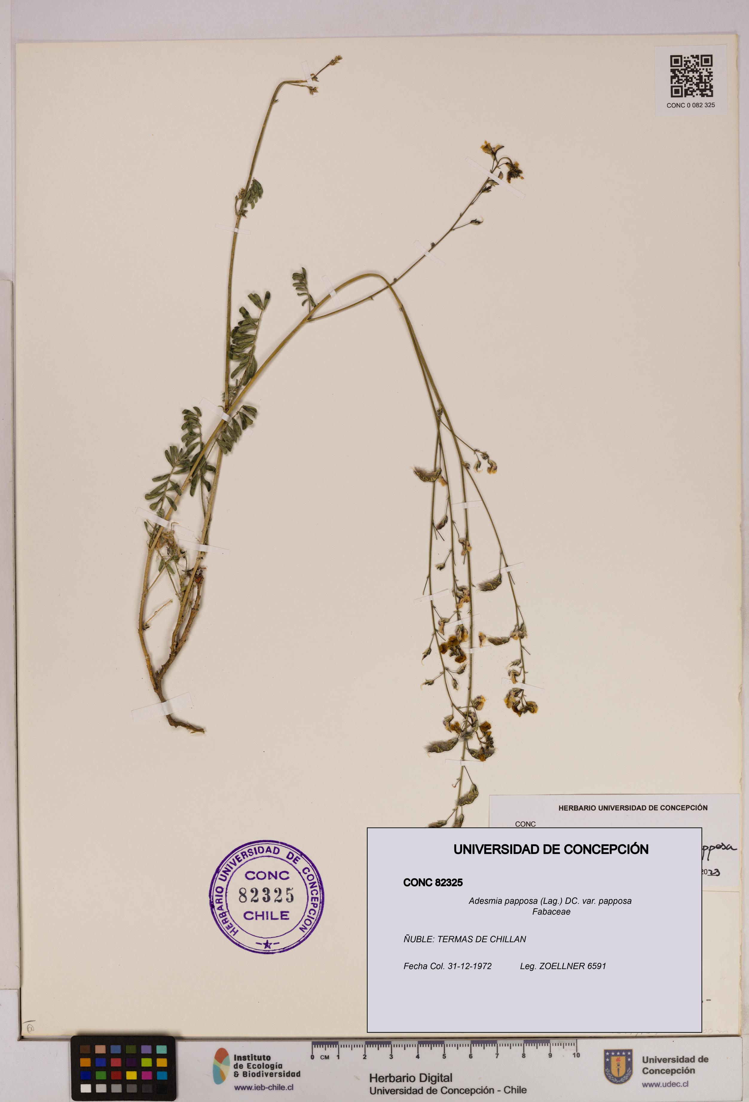 Adesmia papposa var. papposa [Espécimen: UDEC:CONC:0082325]