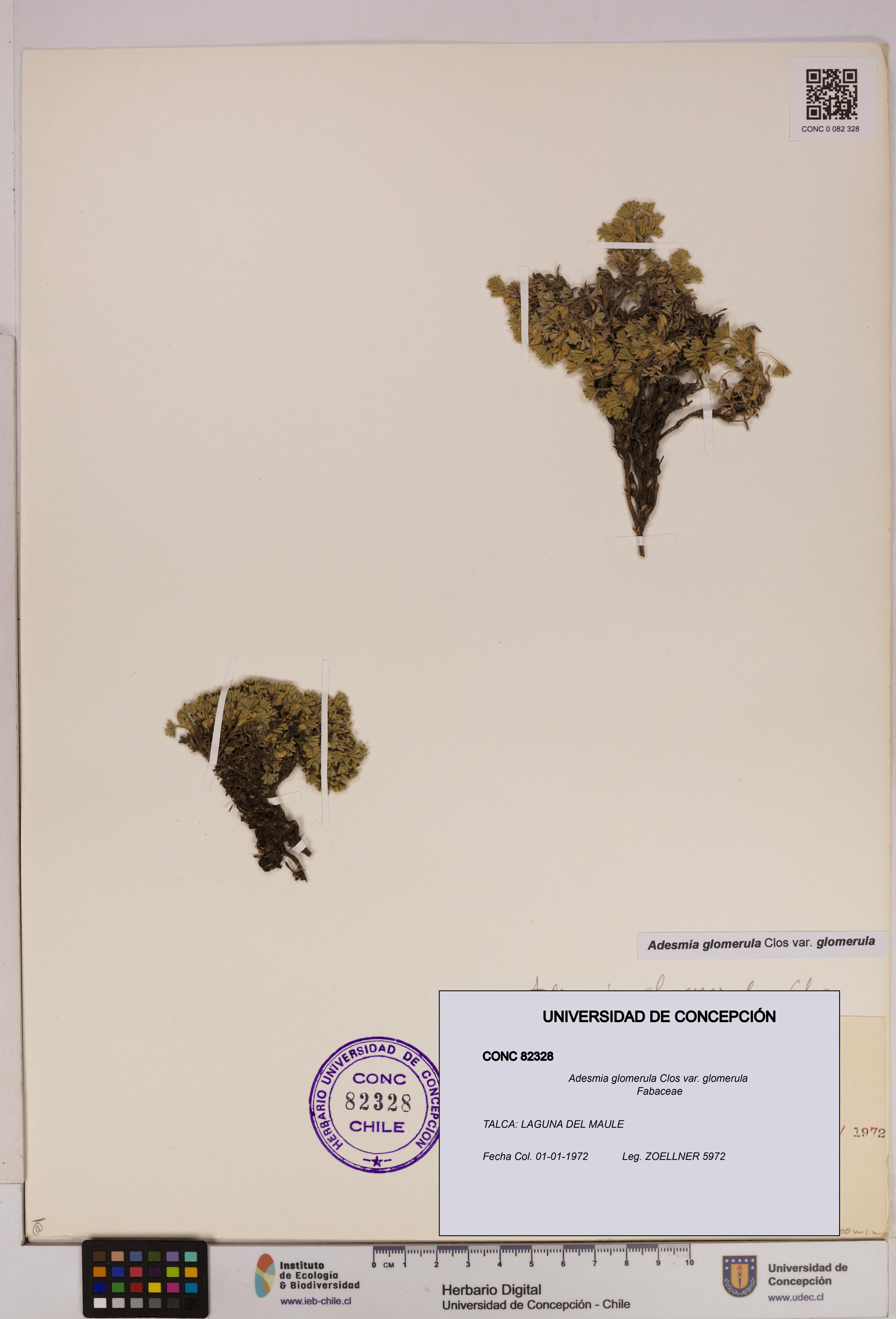 Adesmia glomerula var. glomerula [Espécimen: UDEC:CONC:0082328]