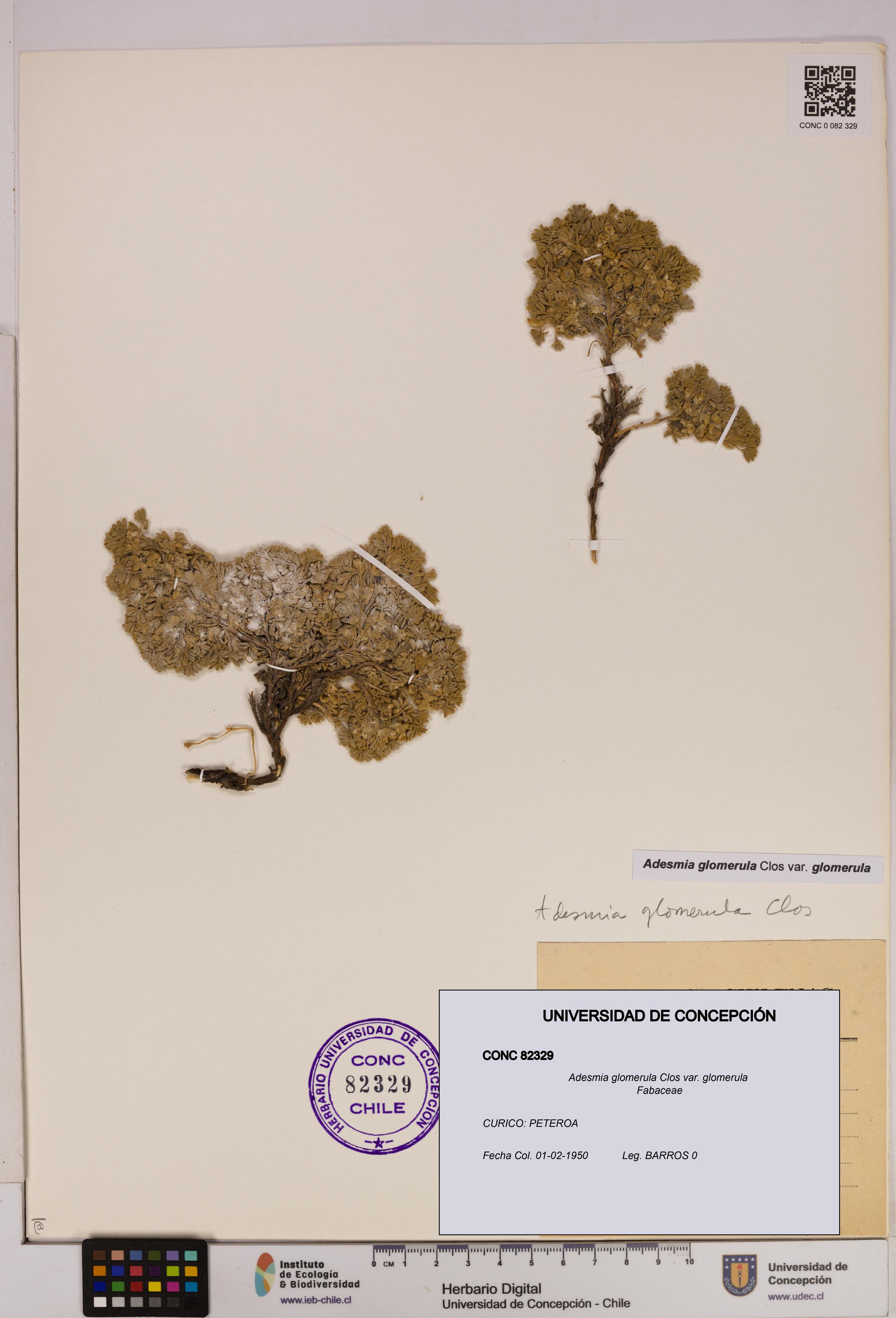 Adesmia glomerula var. glomerula [Espécimen: UDEC:CONC:0082329]