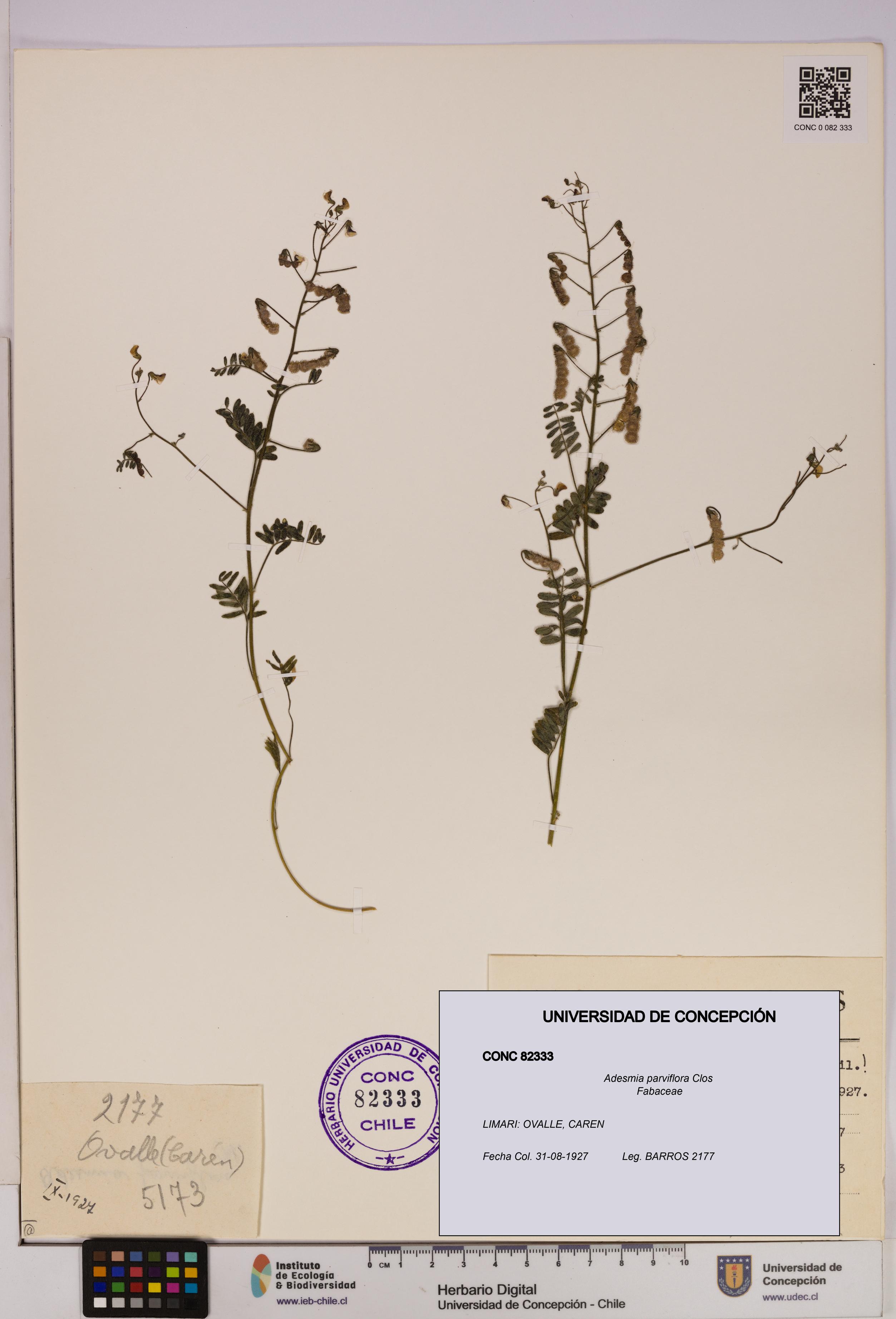 Adesmia parviflora [Espécimen: UDEC:CONC:0082333]