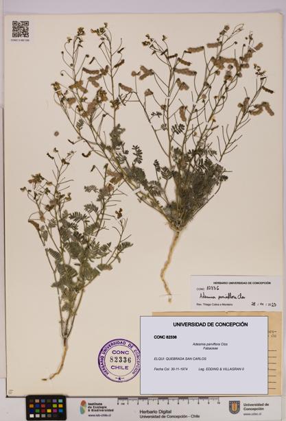 Adesmia parviflora [Espécimen: UDEC:CONC:0082336]
