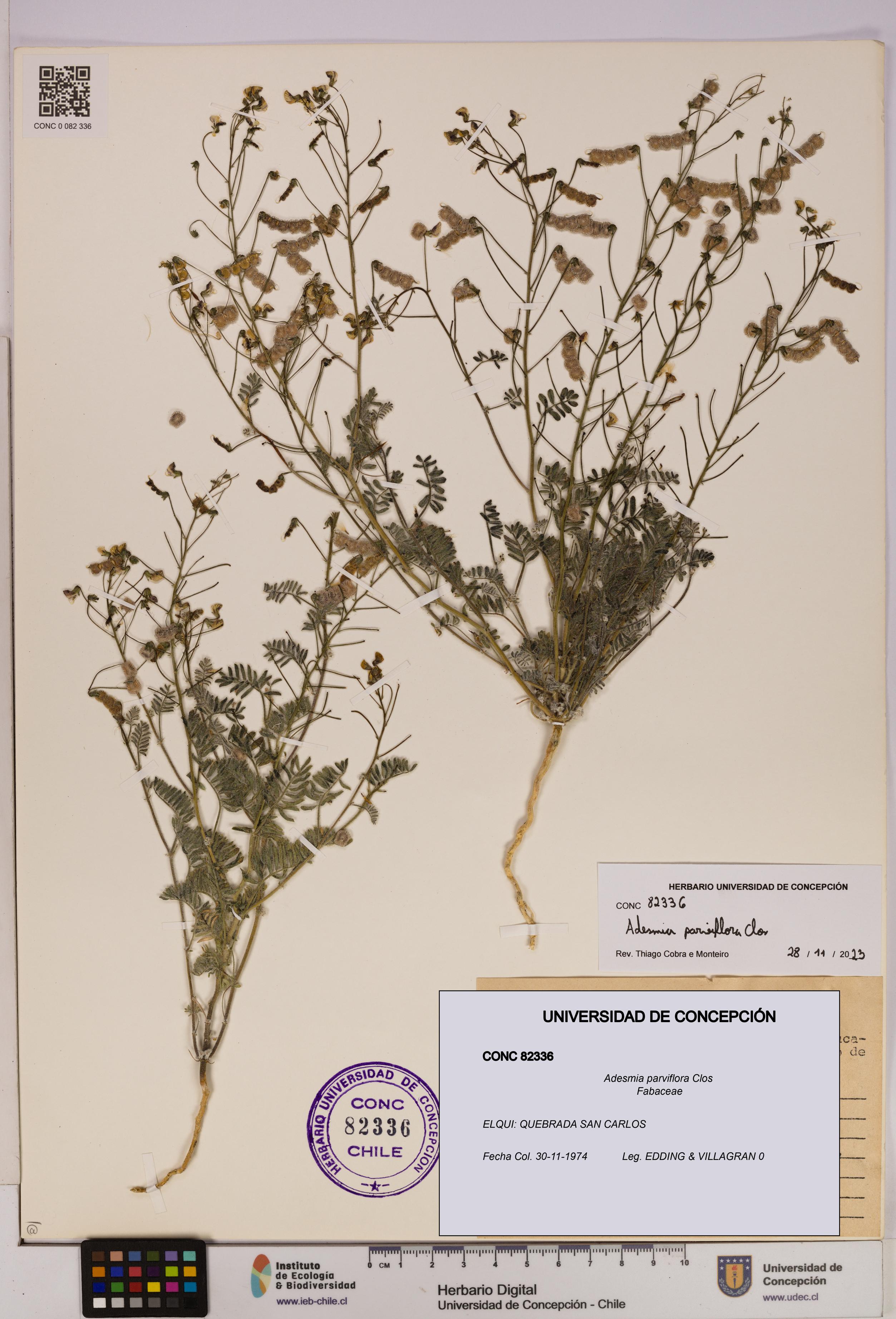 Adesmia parviflora [Espécimen: UDEC:CONC:0082336]