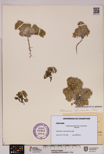 Adesmia glomerula var. glomerula [Espécimen: UDEC:CONC:0082345]