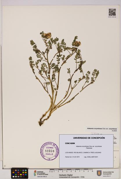 Adesmia corymbosa var. corymbosa [Espécimen: UDEC:CONC:0082359]