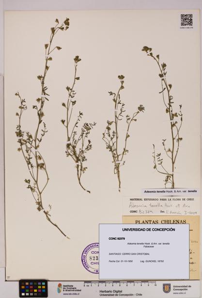 Adesmia tenella var. tenella [Espécimen: UDEC:CONC:0082379]