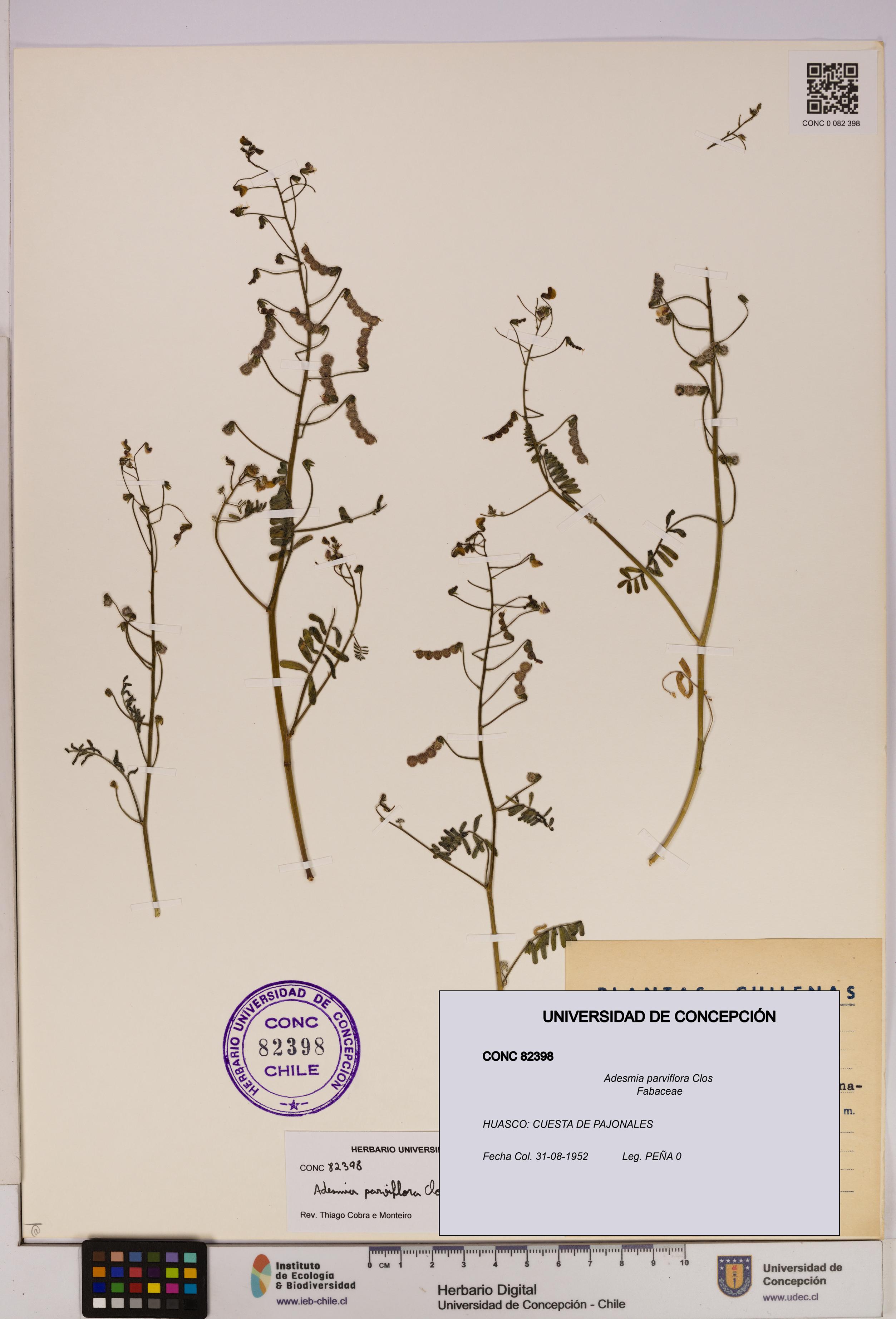 Adesmia parviflora [Espécimen: UDEC:CONC:0082398]