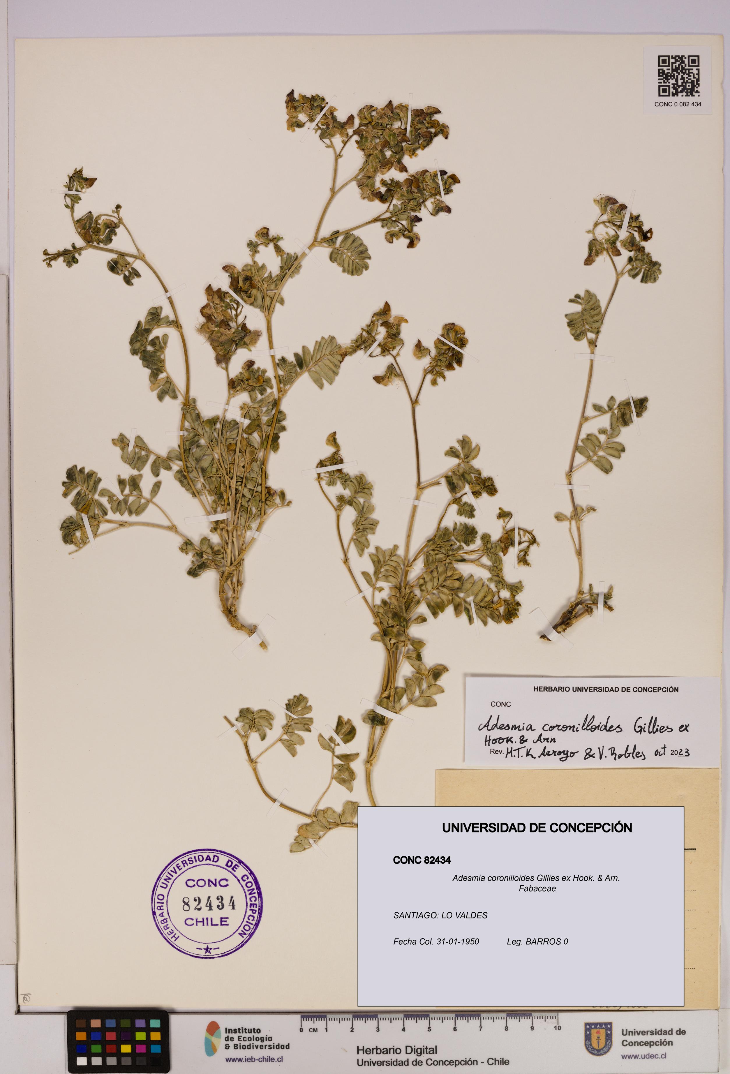 Adesmia coronilloides [Espécimen: UDEC:CONC:0082434]