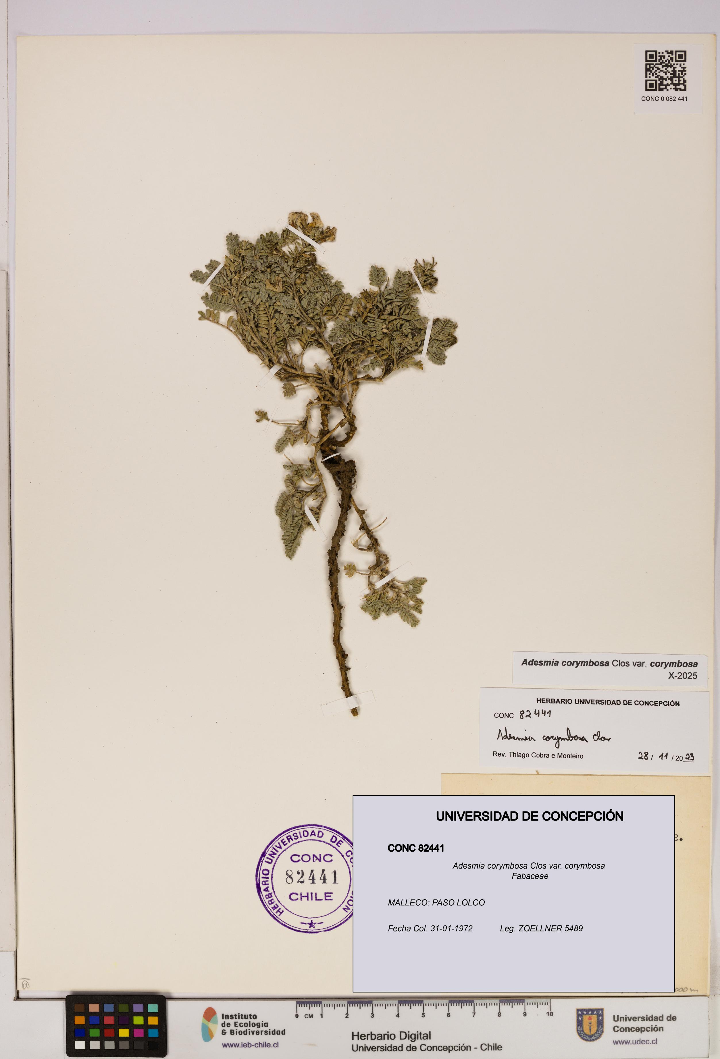 Adesmia corymbosa var. corymbosa [Espécimen: UDEC:CONC:0082441]