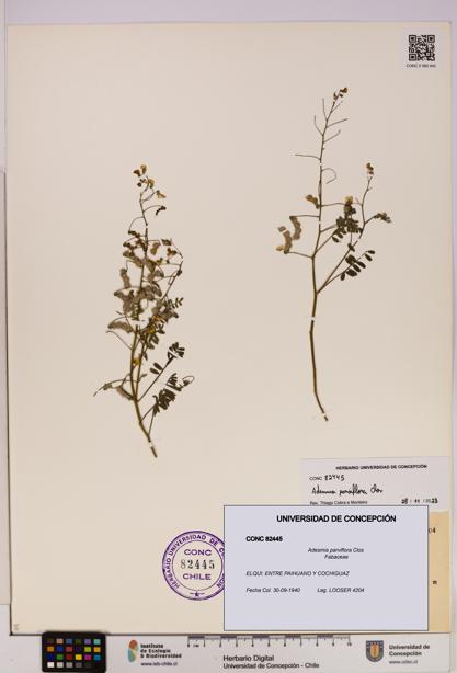 Adesmia parviflora [Espécimen: UDEC:CONC:0082445]