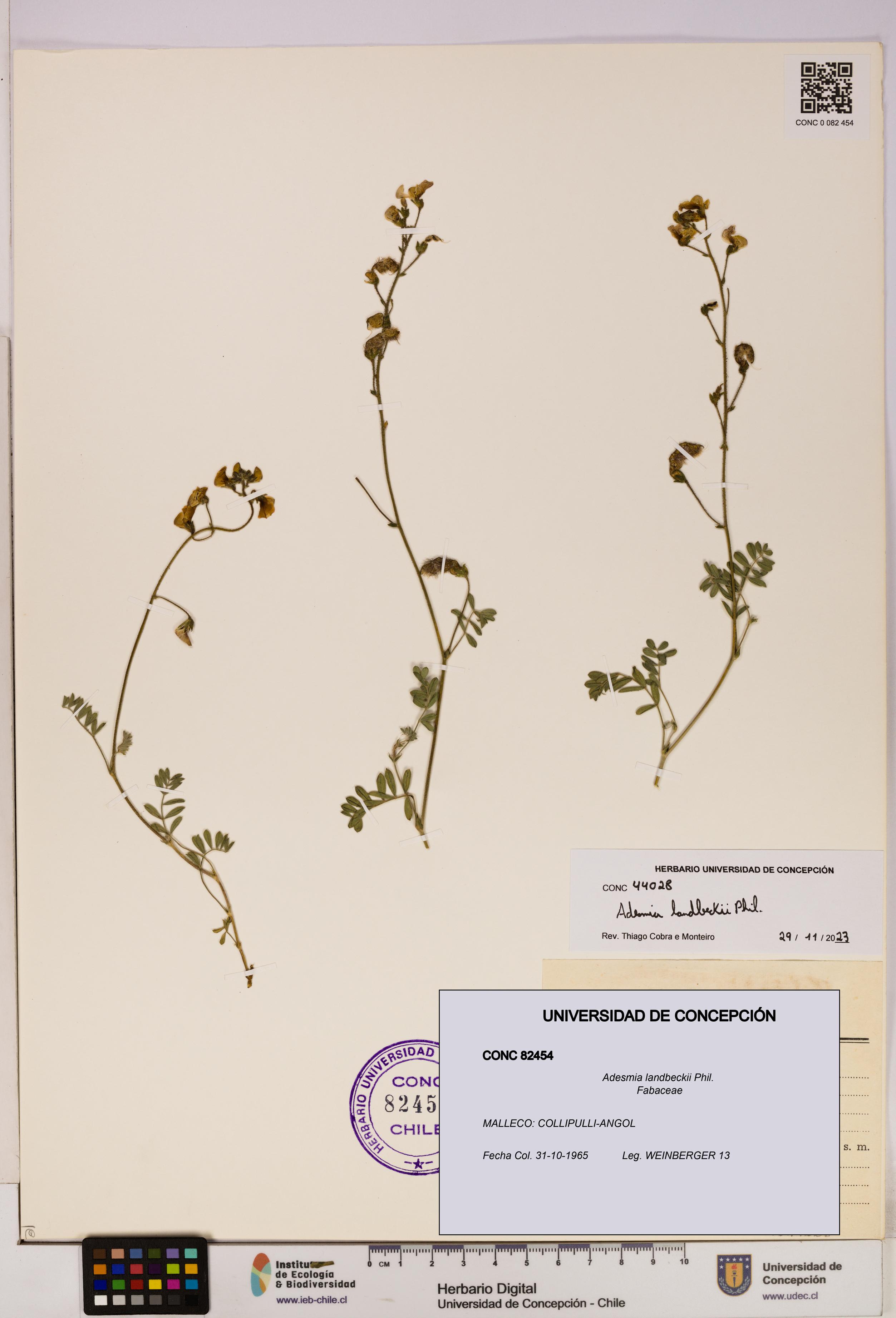 Adesmia landbeckii [Espécimen: UDEC:CONC:0082454]