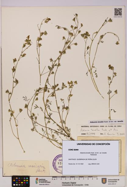 Adesmia tenella var. tenella [Espécimen: UDEC:CONC:0082464]