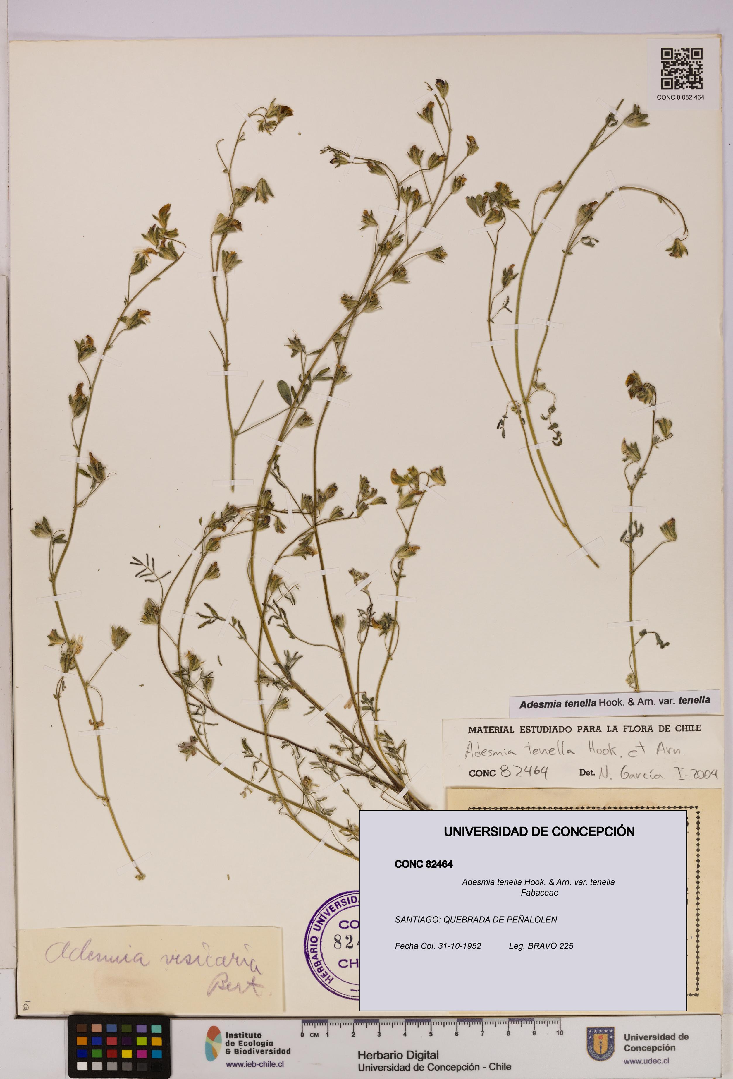 Adesmia tenella var. tenella [Espécimen: UDEC:CONC:0082464]