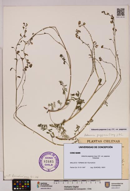Adesmia papposa var. papposa [Espécimen: UDEC:CONC:0082465]