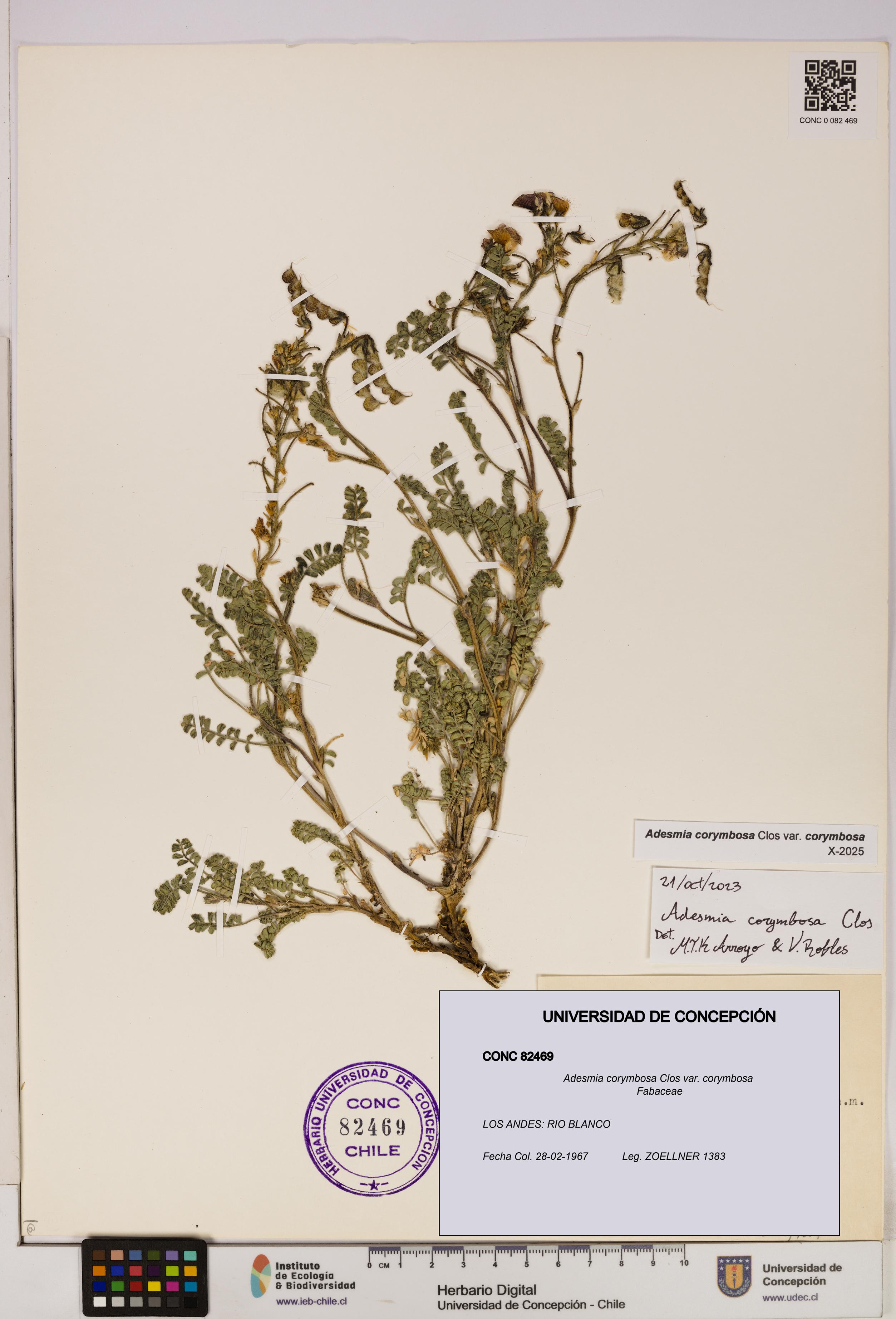 Adesmia corymbosa var. corymbosa [Espécimen: UDEC:CONC:0082469]