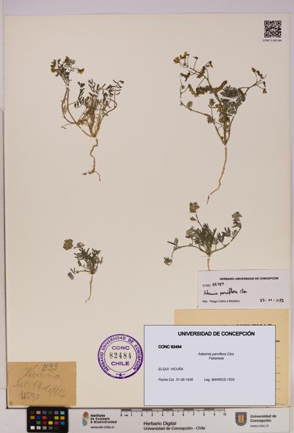 Adesmia parviflora [Espécimen: UDEC:CONC:0082484]