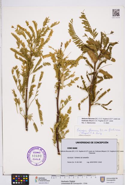 Neltuma flexuosa var. fruticosa [Espécimen: ]