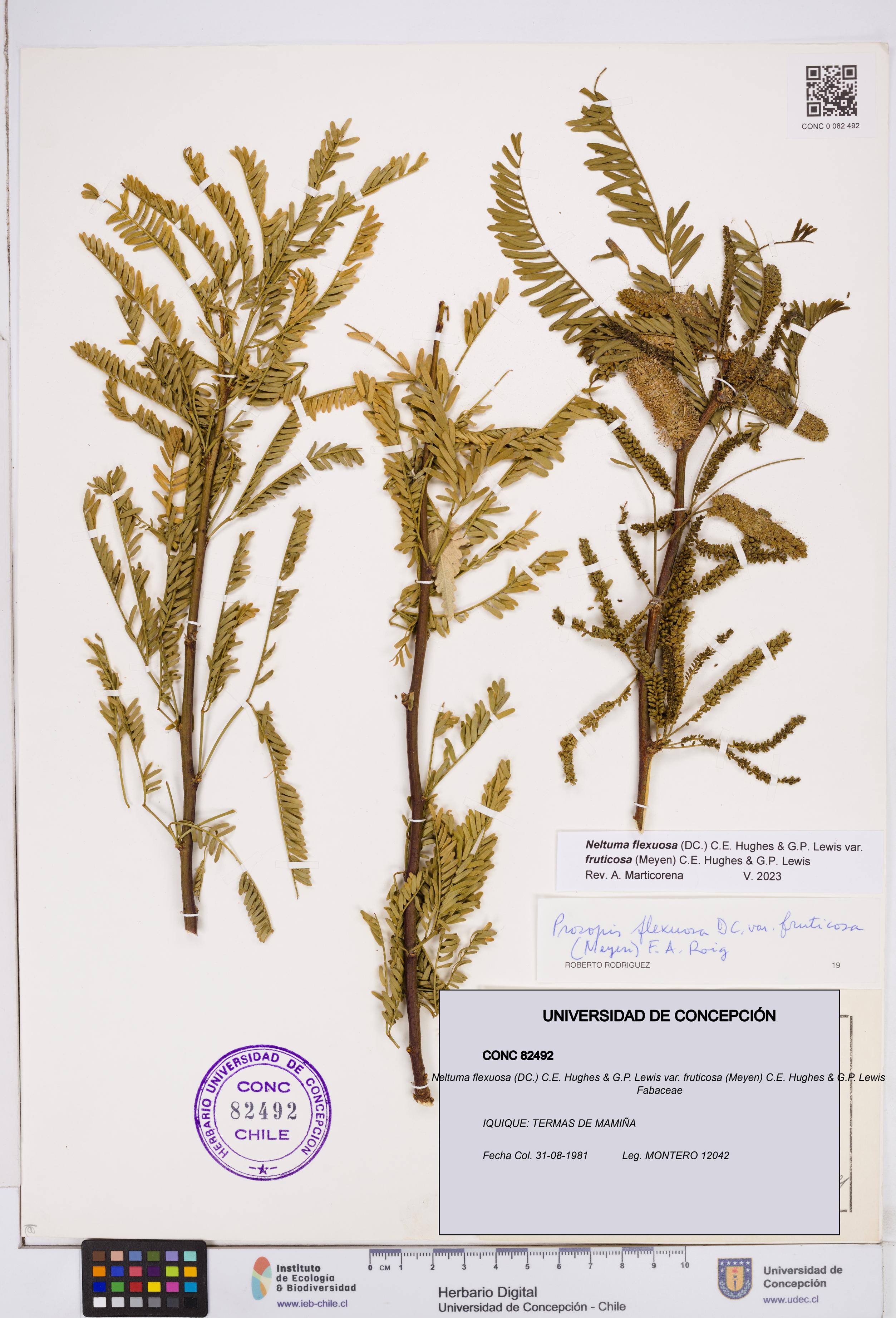 Neltuma flexuosa var. fruticosa [Espécimen: ]