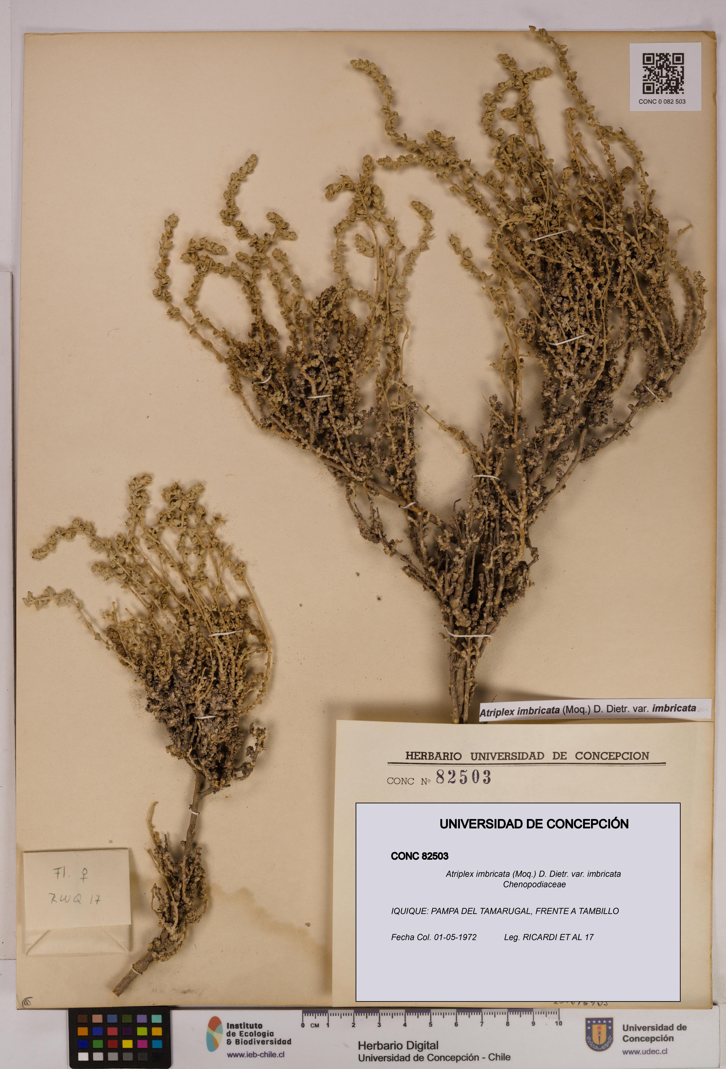 Atriplex imbricata [Espécimen: UDEC:CONC:0082503]