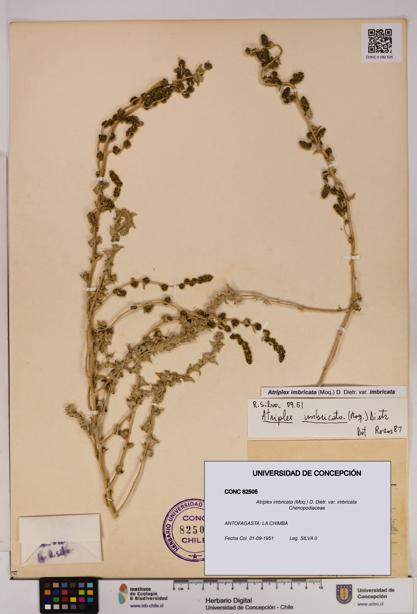 Atriplex imbricata [Espécimen: UDEC:CONC:0082505]