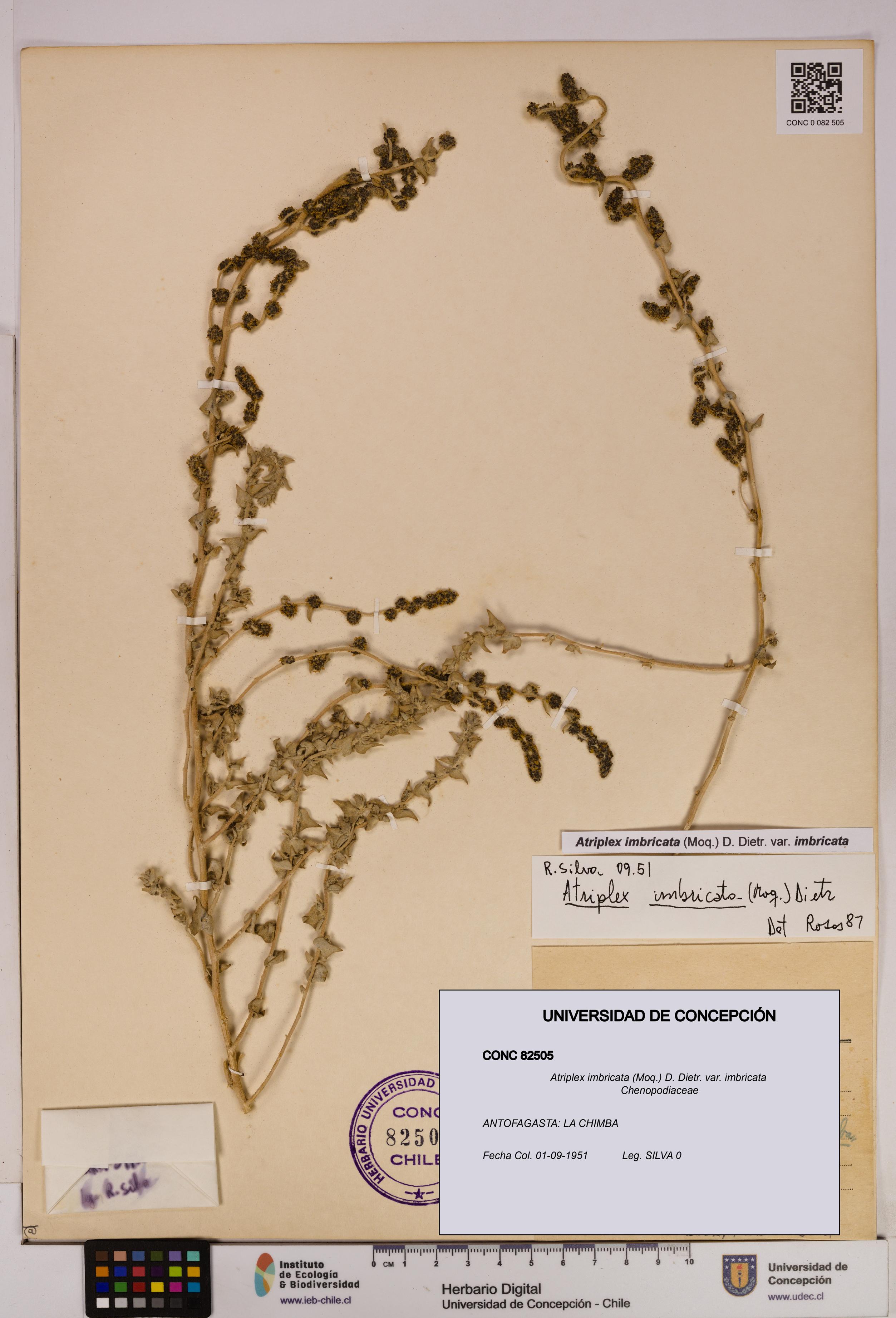Atriplex imbricata [Espécimen: UDEC:CONC:0082505]