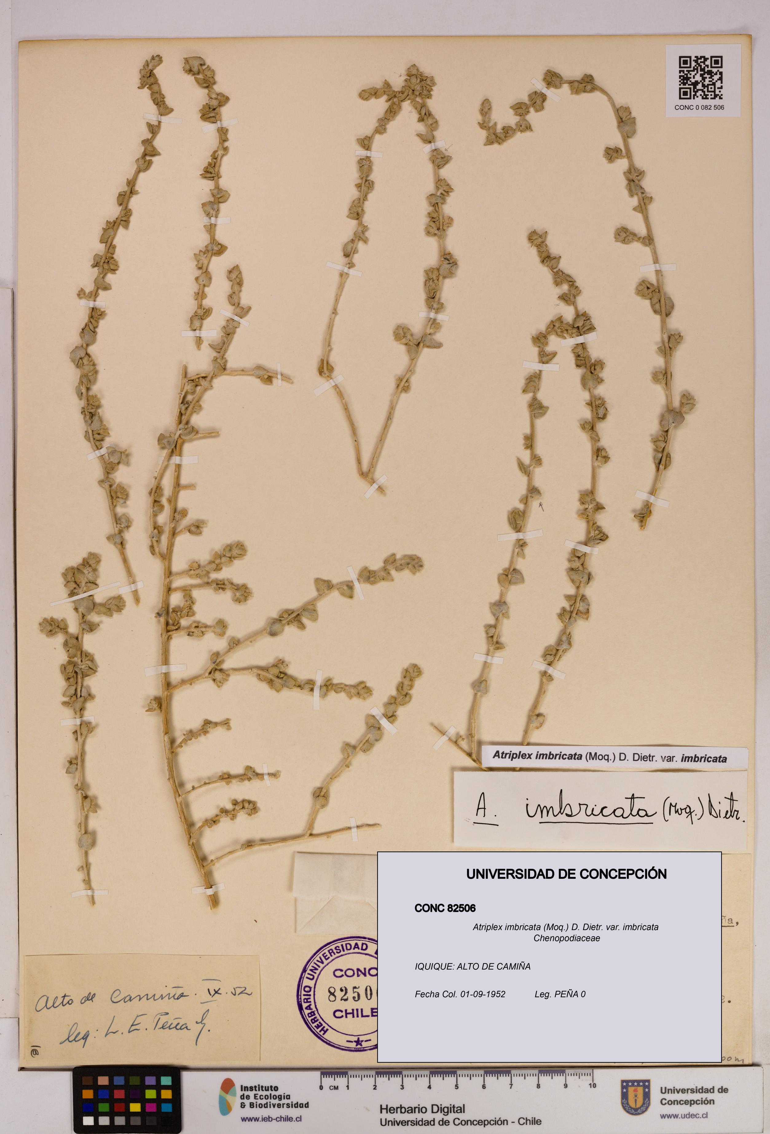 Atriplex imbricata [Espécimen: UDEC:CONC:0082506]