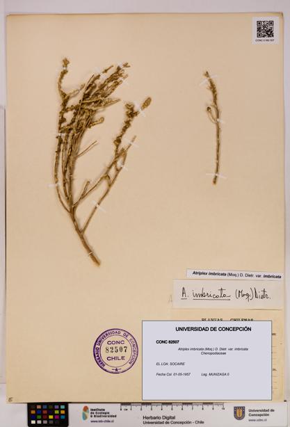 Atriplex imbricata [Espécimen: UDEC:CONC:0082507]