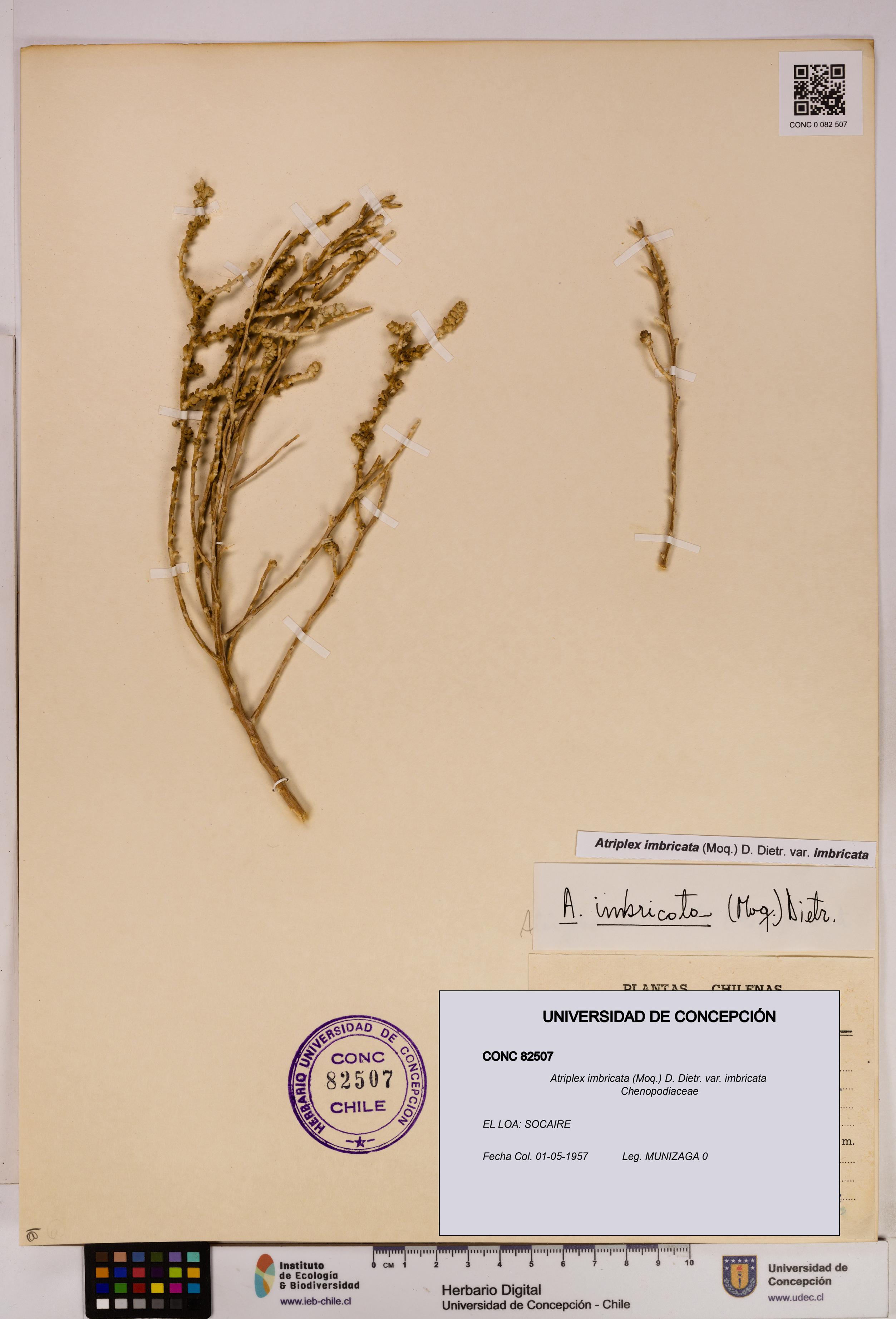Atriplex imbricata [Espécimen: UDEC:CONC:0082507]