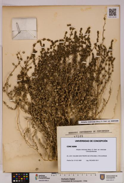 Atriplex imbricata [Espécimen: UDEC:CONC:0082508]