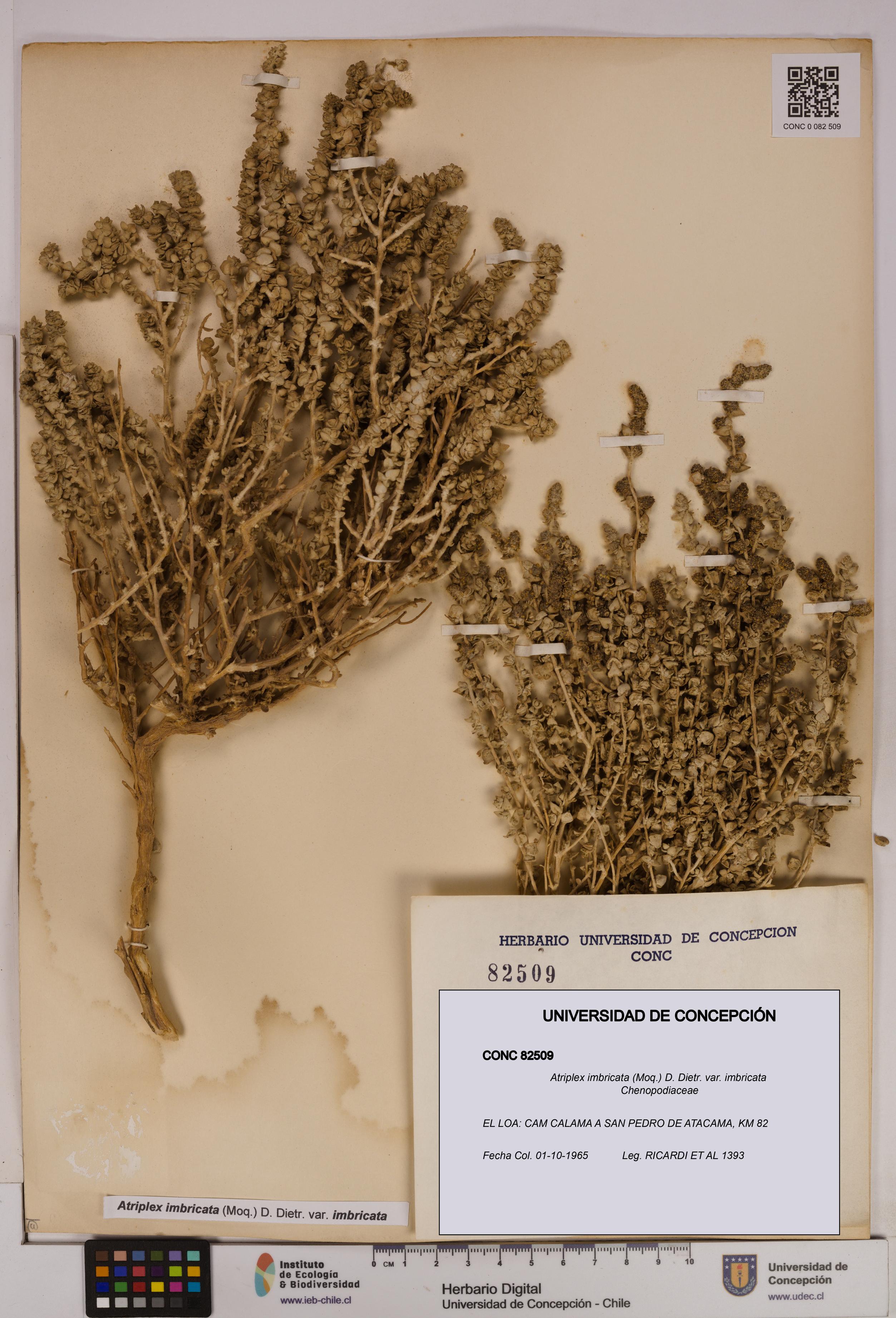 Atriplex imbricata [Espécimen: UDEC:CONC:0082509]
