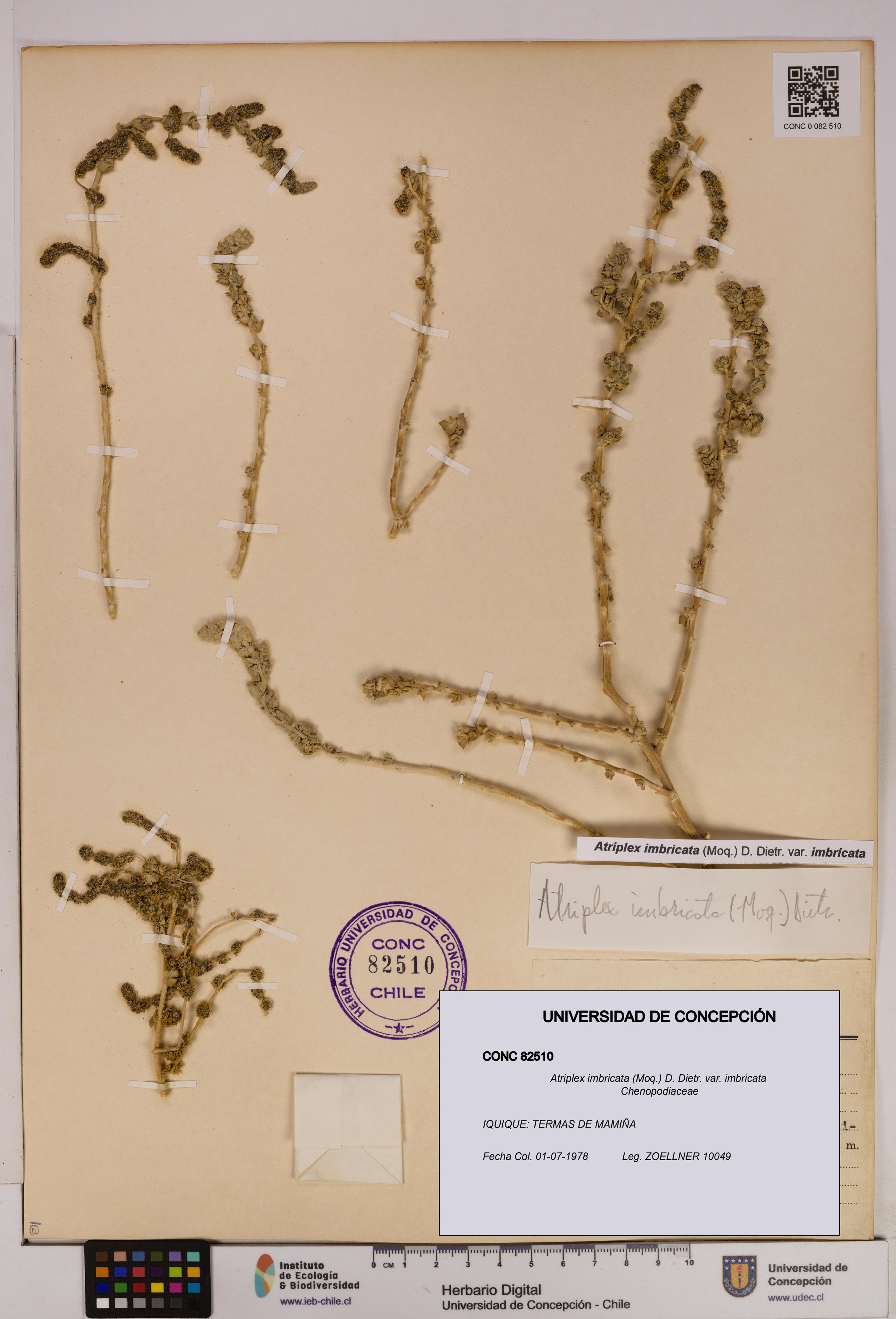 Atriplex imbricata [Espécimen: UDEC:CONC:0082510]