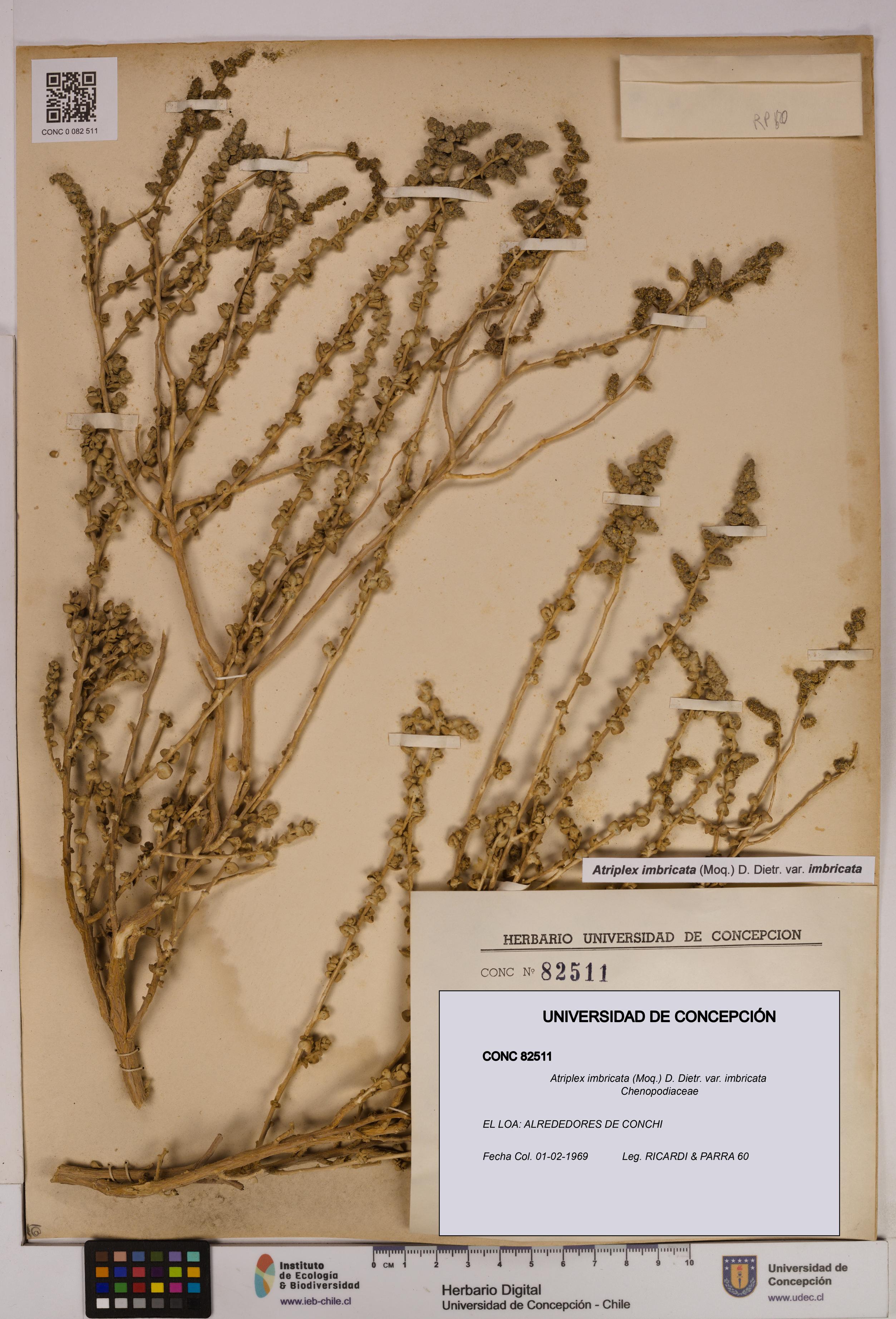 Atriplex imbricata [Espécimen: UDEC:CONC:0082511]