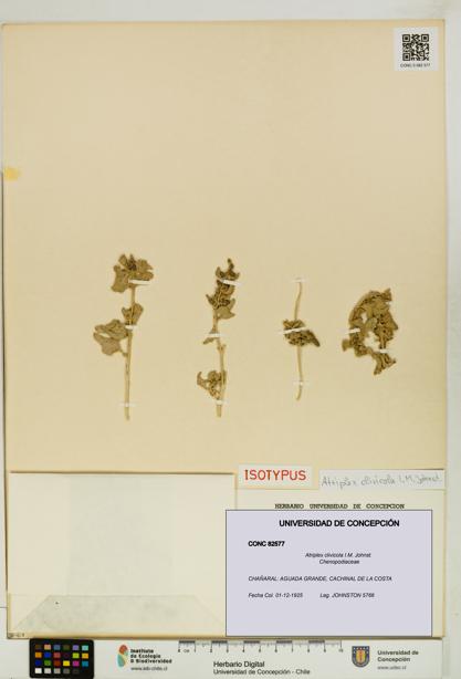 Atriplex clivicola [Espécimen: UDEC:CONC:0082577]