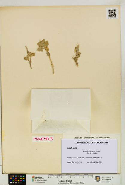 Atriplex clivicola [Espécimen: UDEC:CONC:0082578]