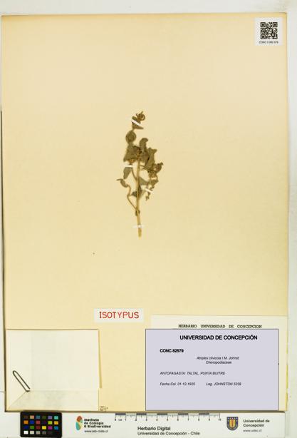 Atriplex clivicola [Espécimen: UDEC:CONC:0082579]