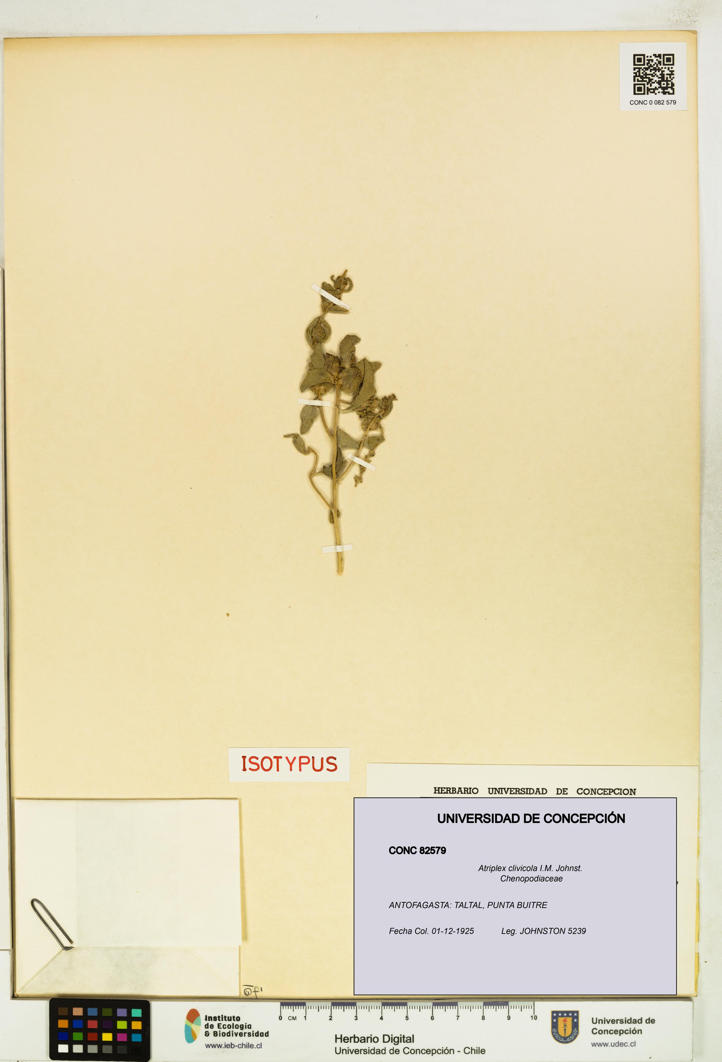 Atriplex clivicola [Espécimen: UDEC:CONC:0082579]