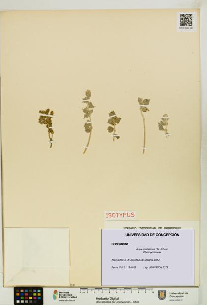 Atriplex taltalensis [Espécimen: UDEC:CONC:0082580]