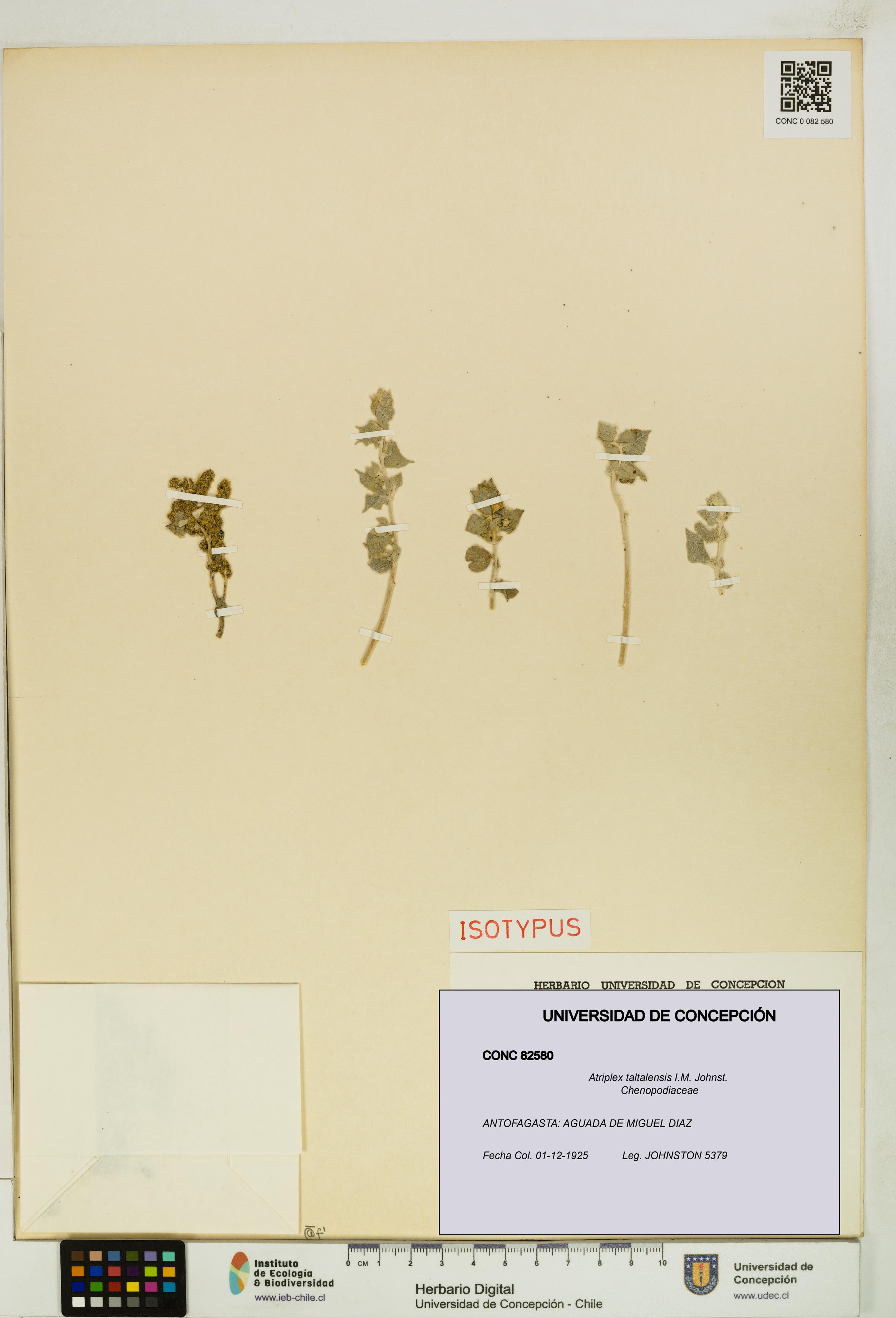 Atriplex taltalensis [Espécimen: UDEC:CONC:0082580]
