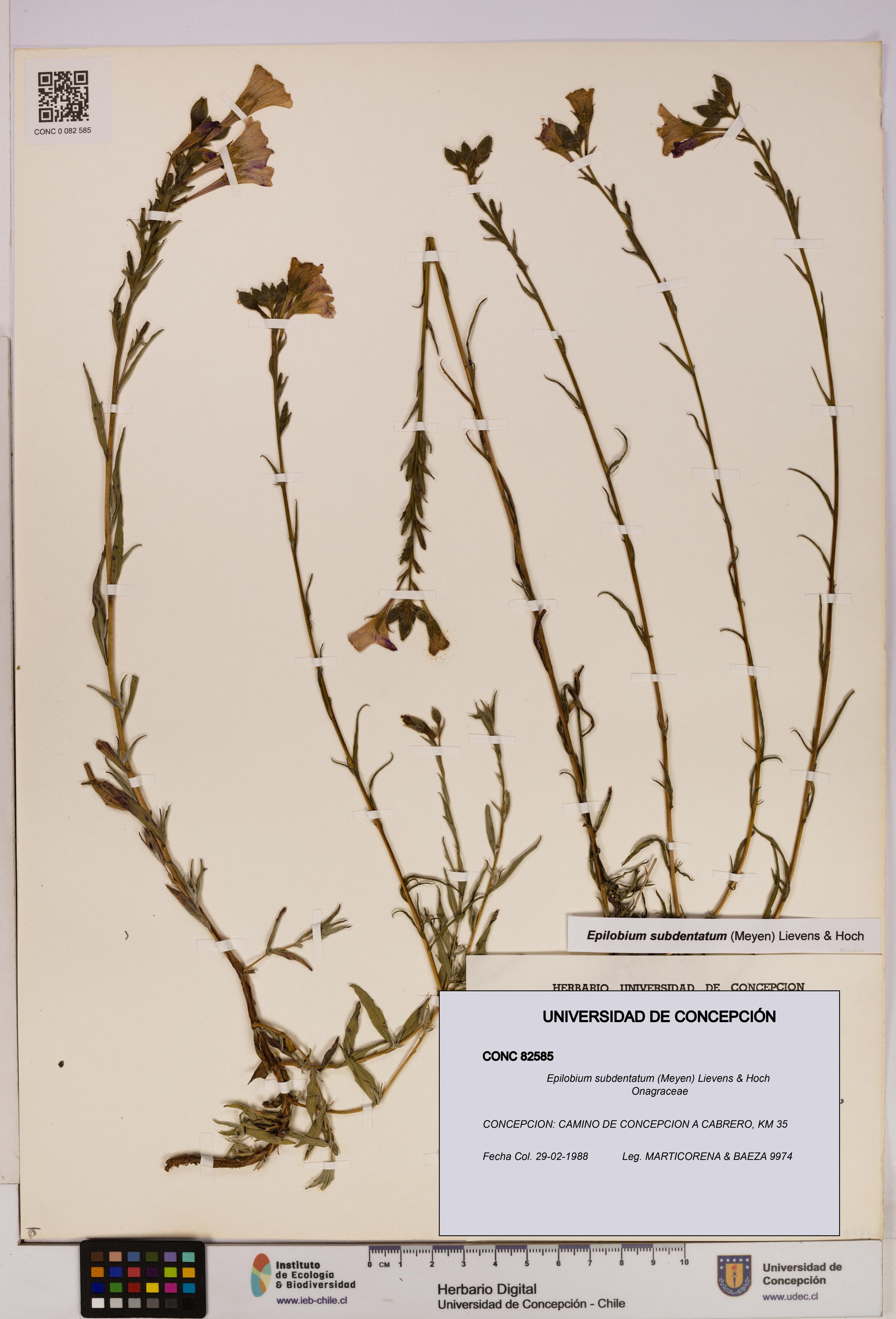 Epilobium subdentatum [Espécimen: UDEC:CONC:0082585]