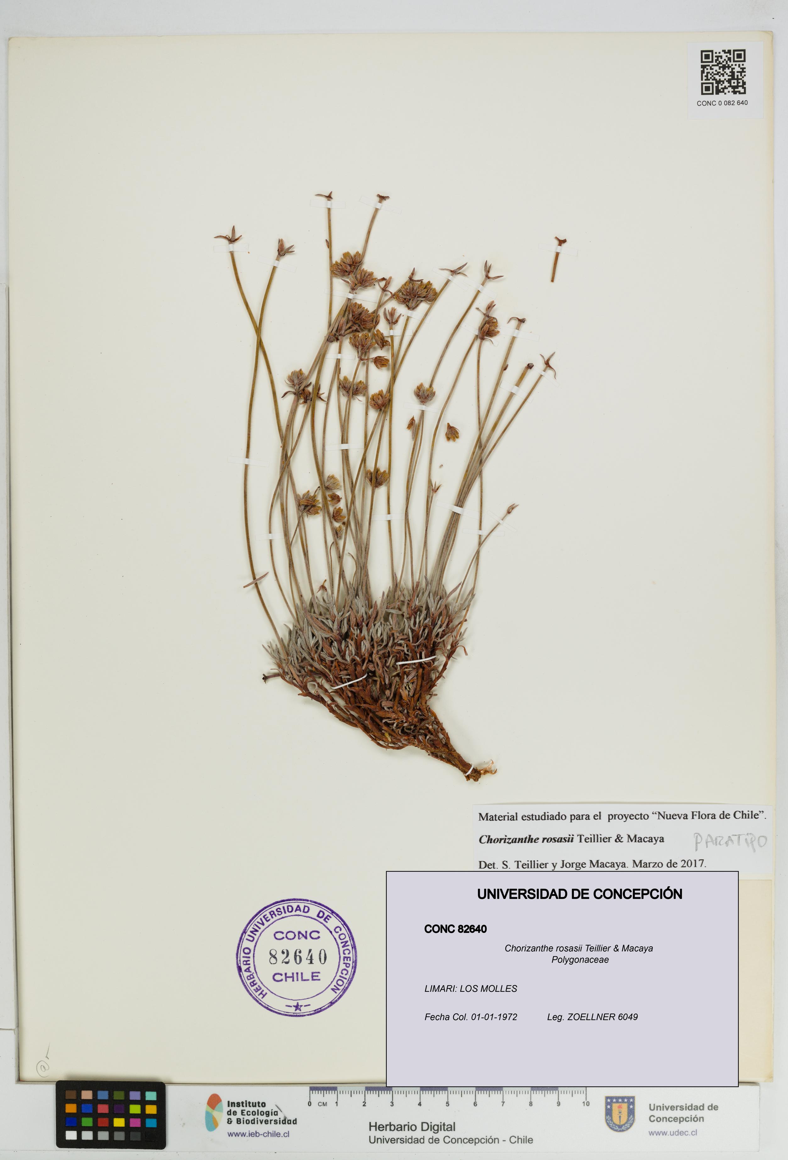 Chorizanthe rosasii [Espécimen: UDEC:CONC:0082640]