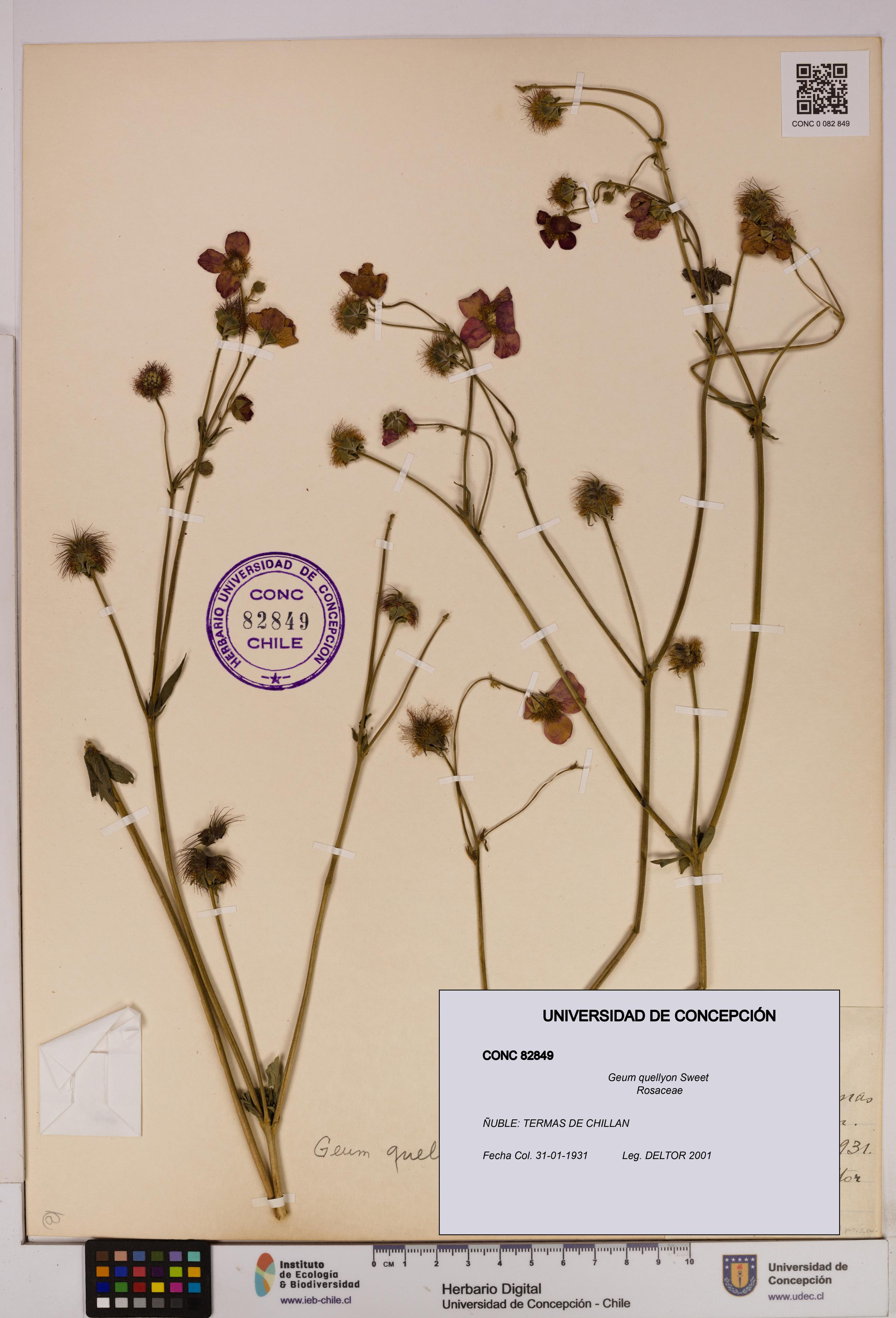Geum quellyon [Espécimen: UDEC:CONC:0082849]