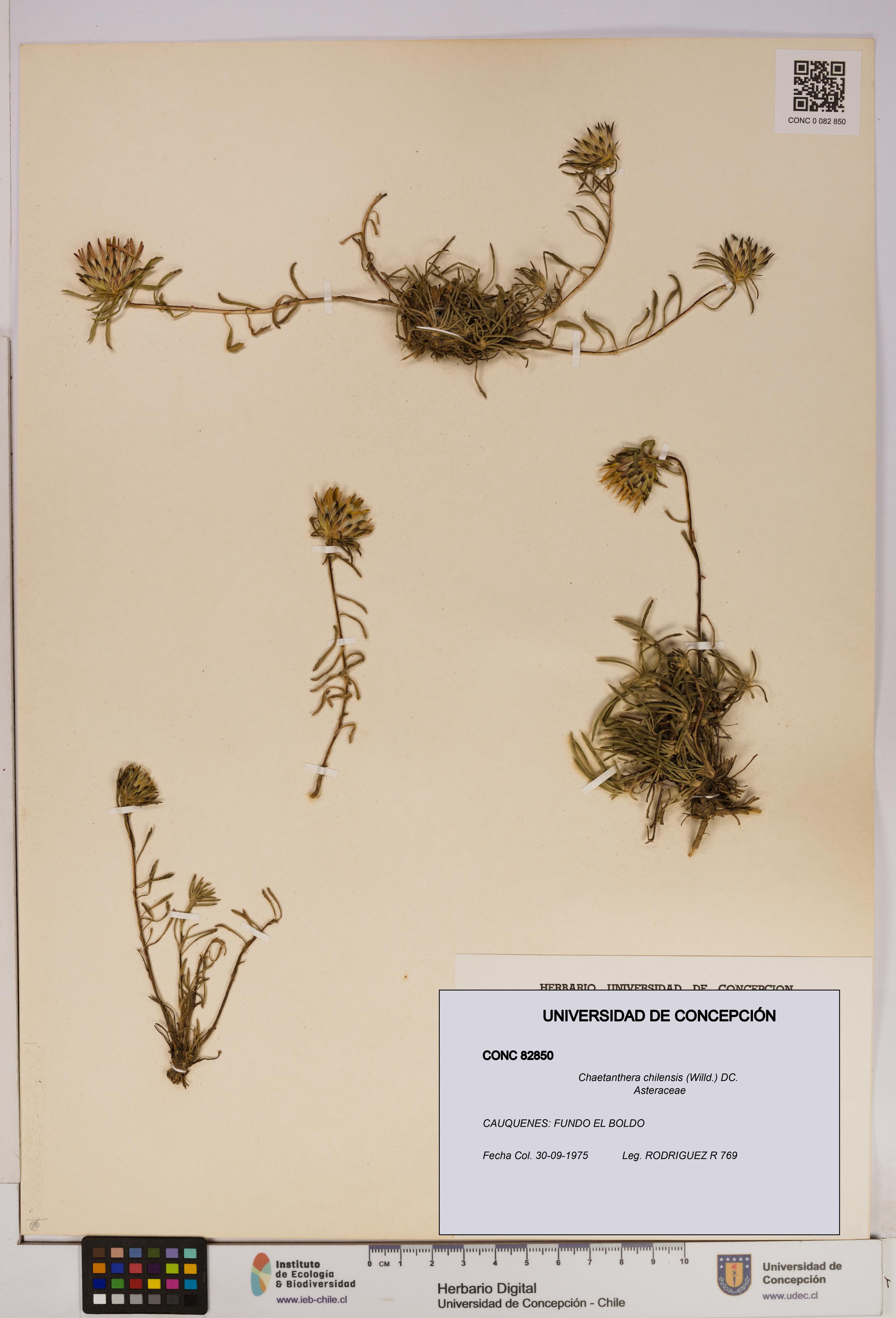 Chaetanthera chilensis [Espécimen: UDEC:CONC:0082850]